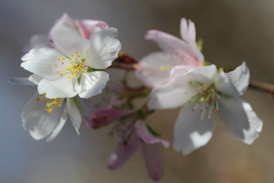 IMG_0384.jpg (115.55 KiB) 閲覧された回数 49568 回 四季桜