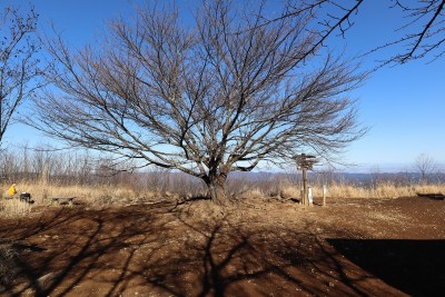 シンボルツリー.jpg (627.18 KiB) 閲覧された回数 5586 回 頂上にあるシンボル的な木(何だろう?)