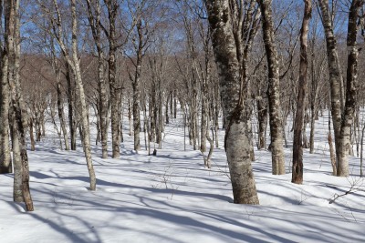 一面の山毛欅の森.jpg (574.91 KiB) 閲覧された回数 12621 回 雪原はブナも森となっている