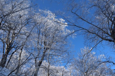 初霧氷.jpg (739.99 KiB) 閲覧された回数 12621 回 久しぶりの霧氷