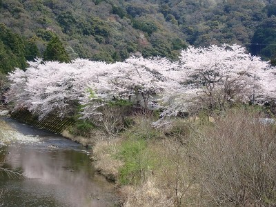 村山川の桜