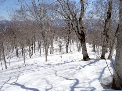 山毛欅の森.jpg (586.83 KiB) 閲覧された回数 11803 回 山毛欅が至る所に広がっている!