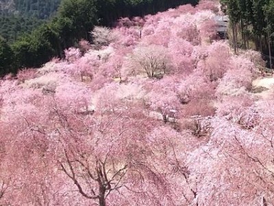 高見の郷の枝垂れ桜１ .jpg