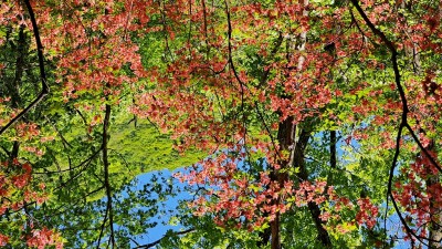 大きくすると正立します・・・
