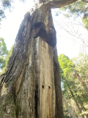 IMG_2465.jpeg (177.55 KiB) 閲覧された回数 12387 回 光砥山の南ca910の東のフチで