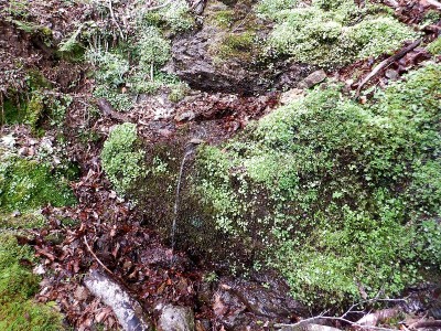 一休さん水場。注ぎ口が必要です。