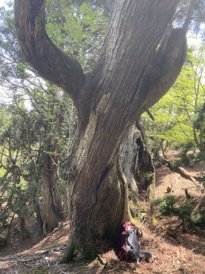 ど〜ん。光砥山へ登る尾根で。