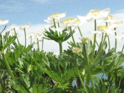 IMG_4640.jpeg (90.19 KiB) 閲覧された回数 5658 回 ハクサンイチゲ