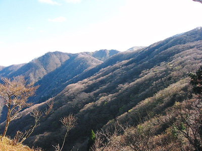 ● 光る雑木林、樹氷が水滴になり輝いてるみたい