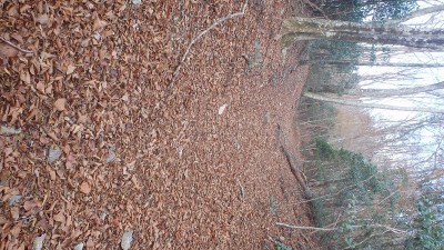 PC040392.jpg (232.34 KiB) 閲覧された回数 5940 回 落ち葉に埋まる林道