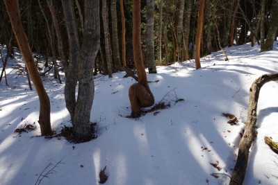 クルリンパのヒメシャラ