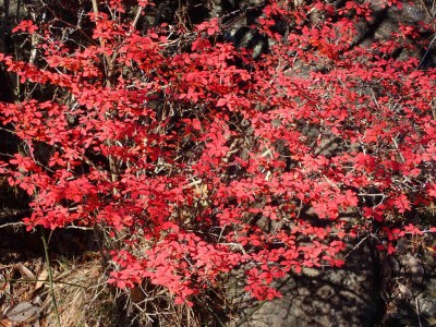 P1010047.jpg (168.23 KiB) 閲覧された回数 2950 回 こんな紅葉も