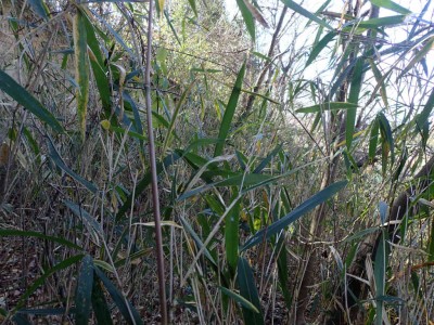 P1080047.jpg (128.48 KiB) 閲覧された回数 3260 回 たまにはやぶこぎも