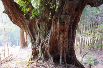 IMGP0579.JPG (206.8 KiB) 閲覧された回数 13393 回 青田の大カシ