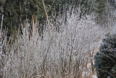 こんな樹形の霧氷は初めて