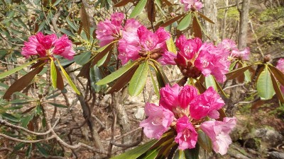 P5080075.jpg (187.1 KiB) 閲覧された回数 3068 回 シャクナゲ