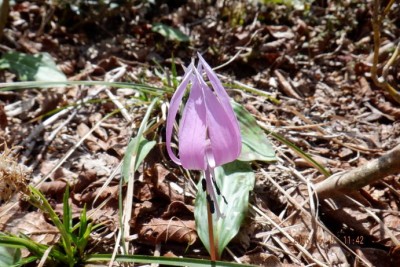 ,,カタクリ２.JPG