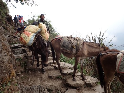 P5033582.jpg (178.95 KiB) 閲覧された回数 3221 回 荷を運ぶ馬たち