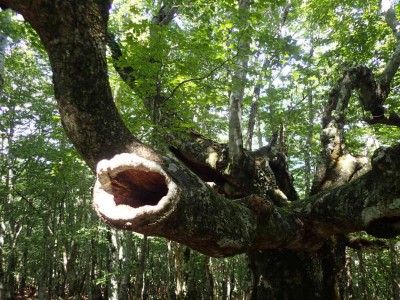 P7300103.jpg (127.68 KiB) 閲覧された回数 4498 回 大ブナ