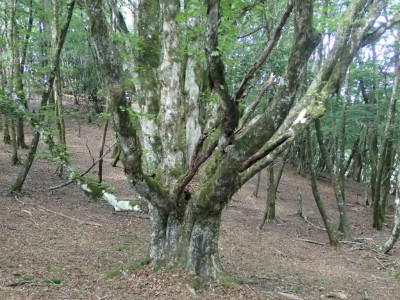 P8060198.jpg (113.67 KiB) 閲覧された回数 7285 回 オオイタヤメイゲツの大木