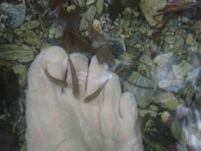 P9180110.jpg (42.03 KiB) 閲覧された回数 19066 回 ドクターフィッシュ