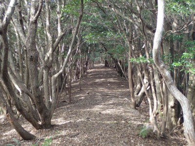 PC100023.jpg (135.41 KiB) 閲覧された回数 1067 回 ウバメガシの小径