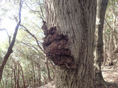 ウバメガシのこぶ病？