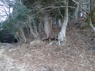 P2210031.JPG (7.23 MiB) 閲覧された回数 607 回 尾根に取り付く(322m地点)