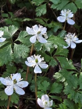 バイカオウレン