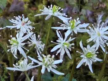 セリバオウレン