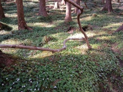 バイカオウレン群生s.jpg (62.23 KiB) 閲覧された回数 722 回 群生地