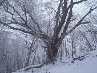 ハカノ谷巨ブナ