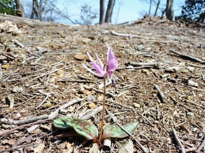 所々にカタクリの花