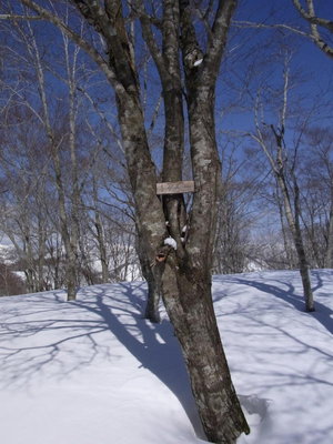 素朴なトガス山頂