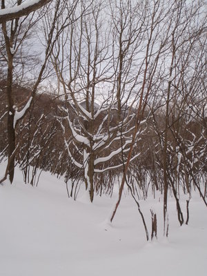 雪を被った樹木
