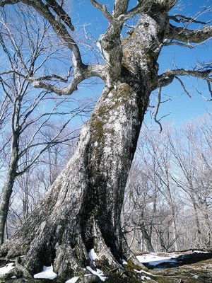 ナンノキ平のミズナラ