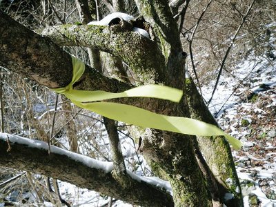 幸せの黄色いリボン