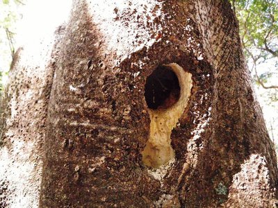 アカゲラ君の巣