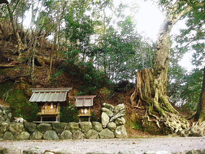 ●　集落を見てきた巨木、上様はナンの神様かな