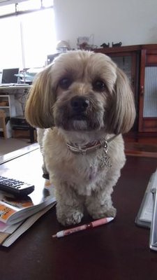 愛犬モカです～。