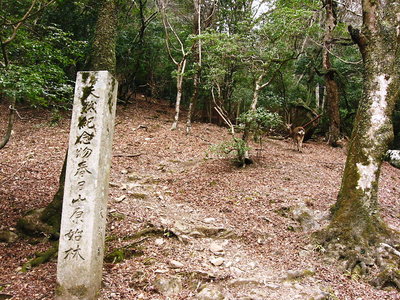 春日原生林.JPG (304.1 KiB) 閲覧された回数 83028 回 ○ 春日山原生林・いいものが隠れてるよ