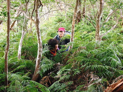 ● 強烈なシダ漕ぎ、登りはアカン