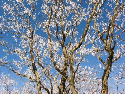 ● 海老シッポ、未だ冷えるんだ。パラパラ散る樹氷花びら