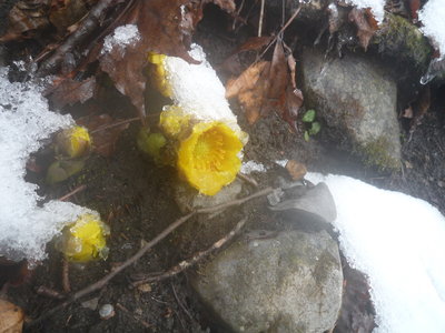 04今年初めて見た福寿草(1).JPG (850.79 KiB) 閲覧された回数 14598 回 今年初めて見た福寿草