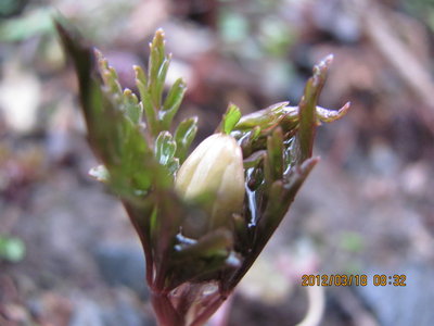 キクザキイチゲ