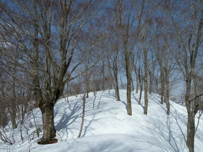 新穂谷山付近のブナ林