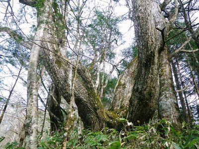 ミズナラの巨木