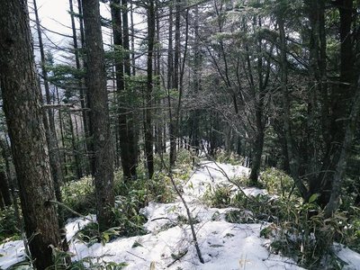 下山尾根の一風景