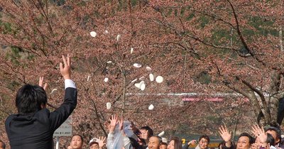 餅まき風景。桜はホントに開花宣言程度でした。餅まいてるのは松坂市市長です。