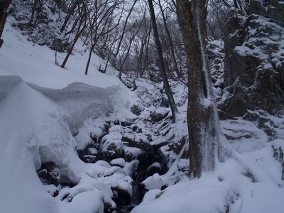 左岸と右岸では雪の厚みが大違い。